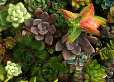 Tomeu Muntaner, Jardineros Mallorca,cactus