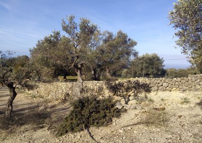 Limpieza forestal