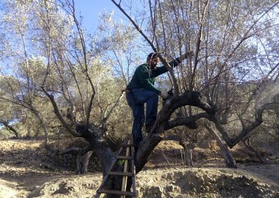 Podas forestales